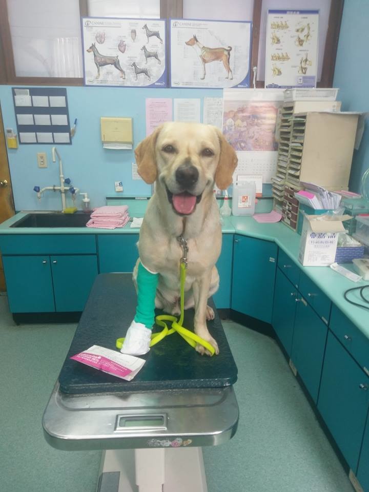 「鐵雄」在花蓮震災中一役成名後,許多粉絲紛紛加入「臺中GoGo - 狗狗 -臺中搜救犬」的關注行列。取自臺中GoGo - 狗狗 -臺中搜救犬粉絲頁