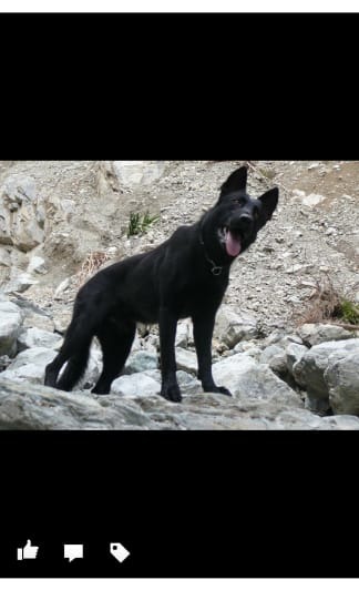 「亞當」曾參與過台南地震搜索、81氣爆、白姑大山搜救、宜蘭創意旅行團搜救等艱鉅任務,在牠爪下救援過民眾數以百計。翻攝自臉書/梁小涼