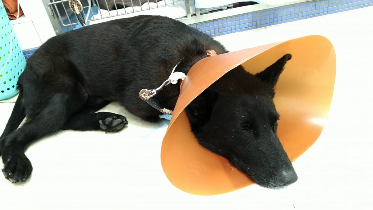 「亞當」生病後,曾有不少民眾在臉書紛傳牠急待配對輸血的消息。翻攝自臉書/梁小涼