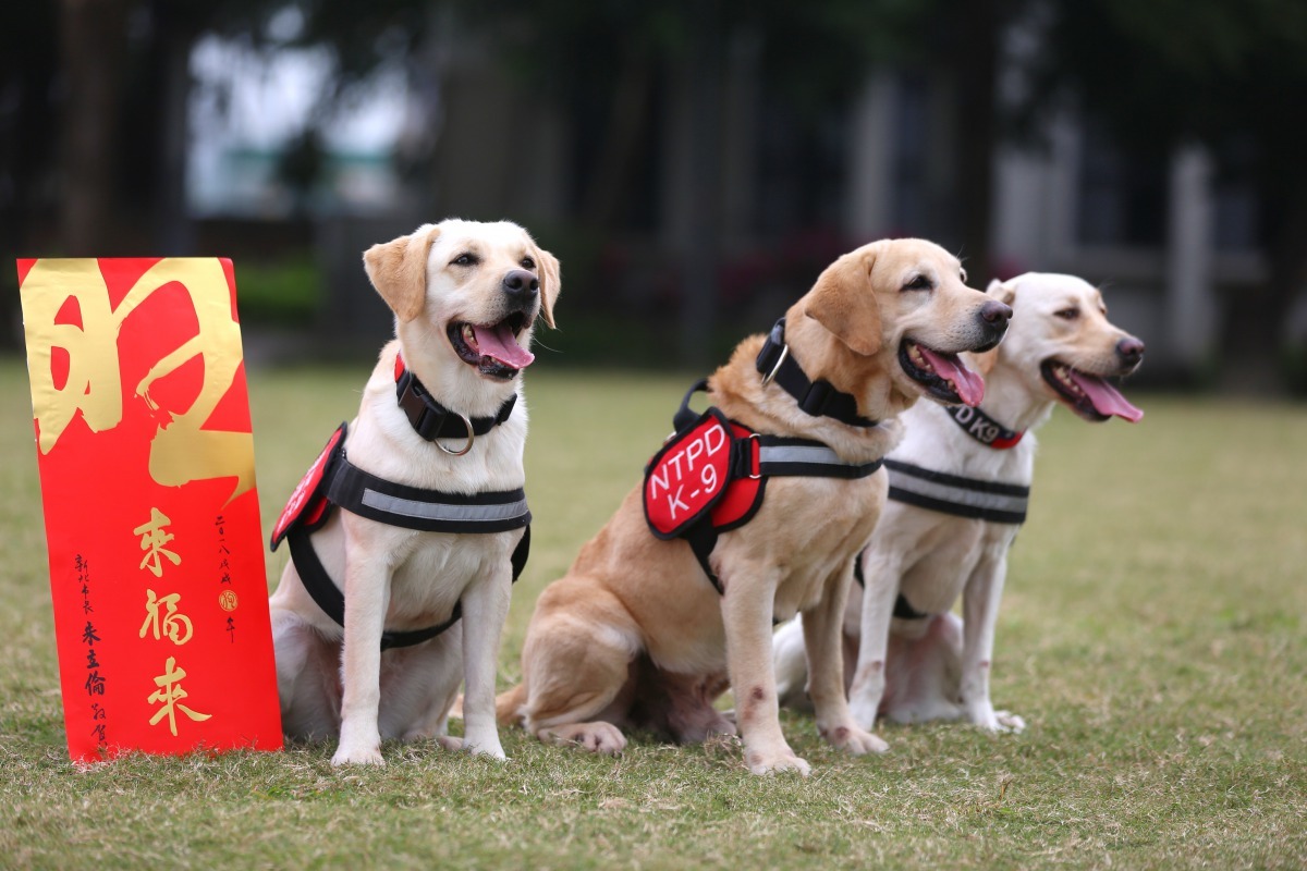 新北市政府推出2018年「旺來福來」賀年春聯。台灣動物新聞網資料畫面 新北市政府/提供