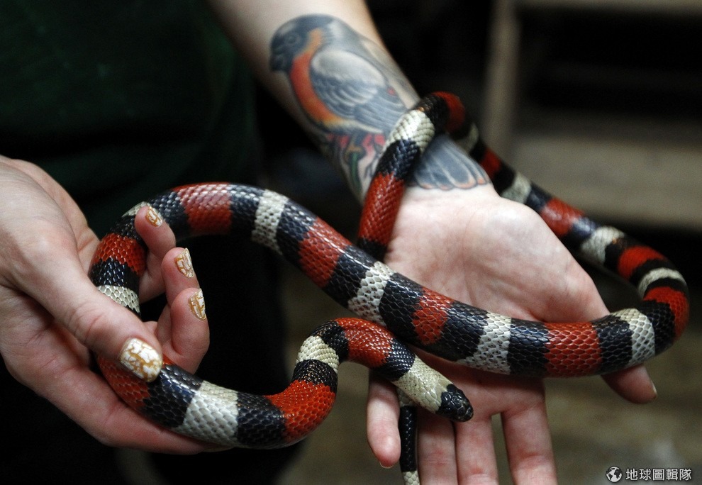 2011年 8月，動物園園方抓著紅黑白相間的柏布拉奶蛇(Pueblan Milk Snake)，準備幫牠進行年度丈量。研究相信，發現新種類的蛇，對蛇類保育將會有幫助。路透社/提供