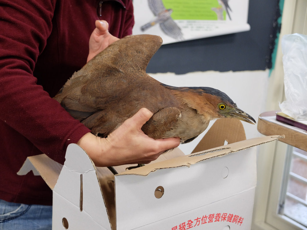 呂佳璣正在檢查送來救傷中心的傷鳥翅膀是否正常。圖為黑冠麻鷺。攝影：林睿妤。
