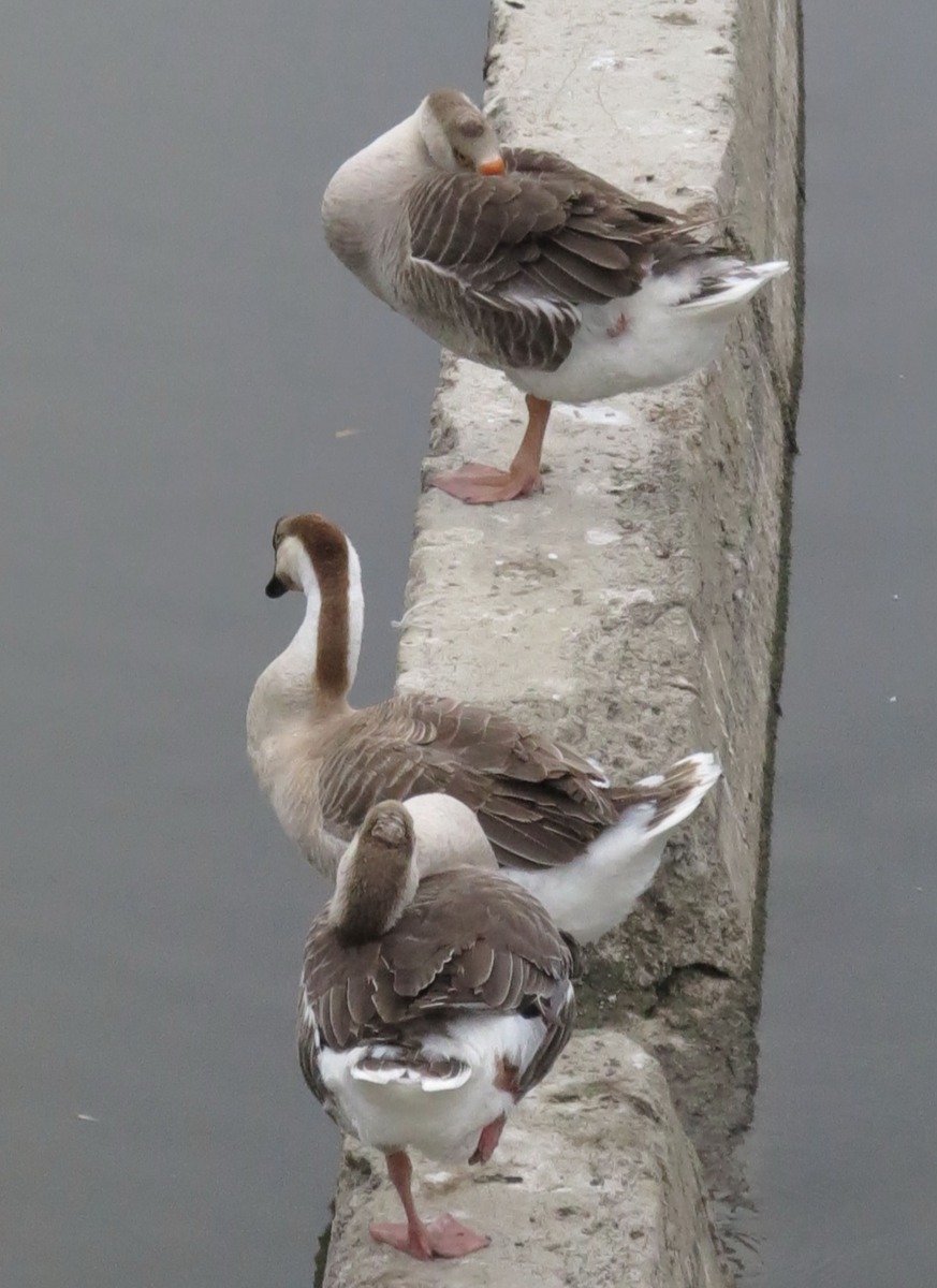 中國鵝纖細優美體態類似天鵝。高維奇/攝