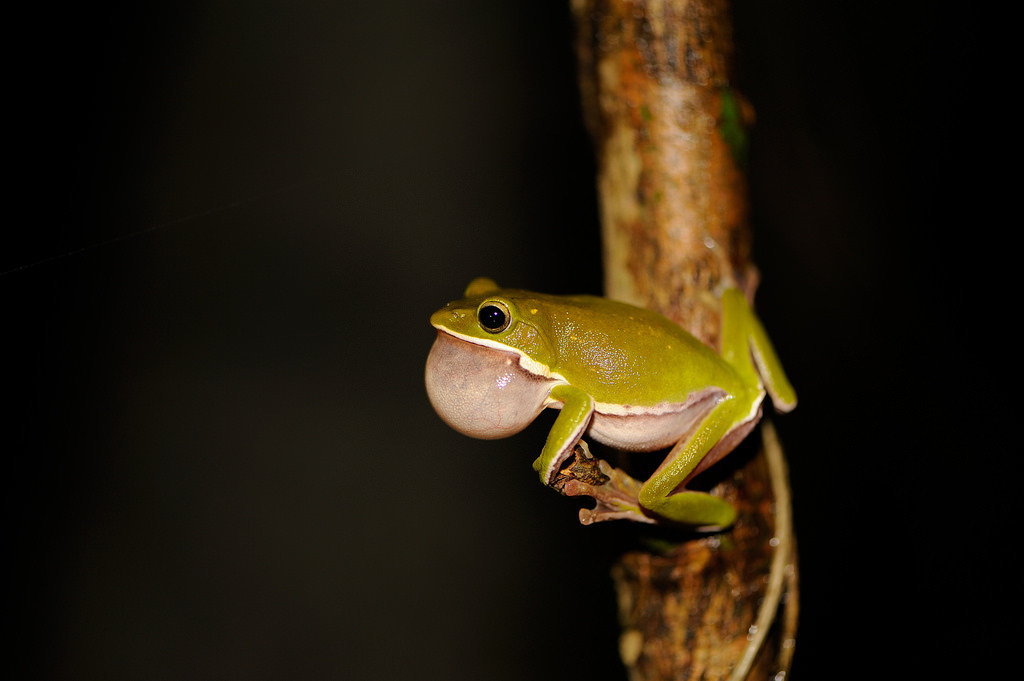 台灣蛙類多樣性豐富，雖帶有蛙壺菌，卻未有蛙壺菌症。圖為諸羅樹蛙。攝影：吳仁邦