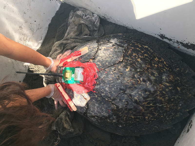 魷魚絲野放前裝置人造衛星發報器。林務局提供。