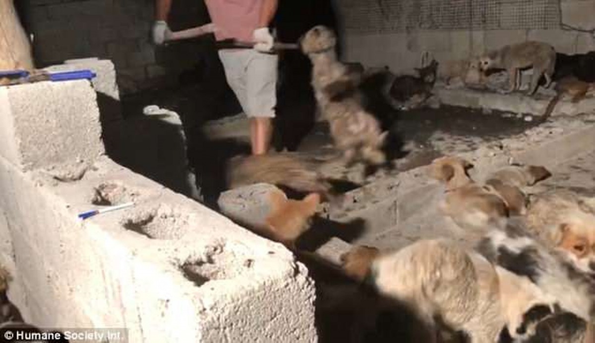 屠場裡的工作人員，對狗狗惶恐的神情毫不動容。(HSI)