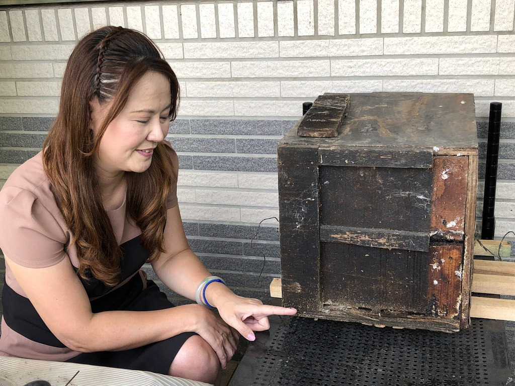 宜蘭大學教授陳怡伶找回台灣原生無螫蜂，為農業授粉效力。攝影：廖靜蕙