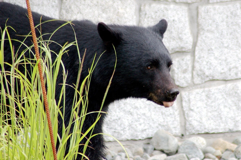 在人類住家周遭遊蕩的黑熊。圖片攝於加拿大卑詩省惠斯勒。圖片來源：wplynn (CC BY-ND 2.0)。