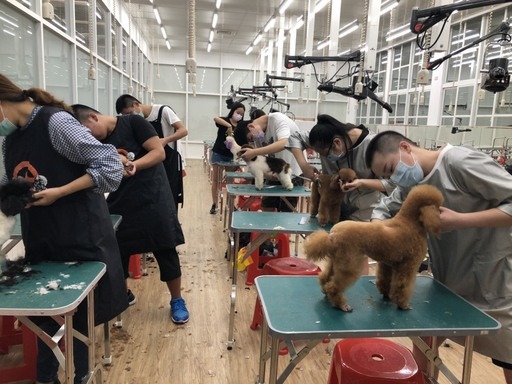 大仁科技大學寵物美容學位學程是全國第一間以寵物教學的學位學程。雨林/翻攝