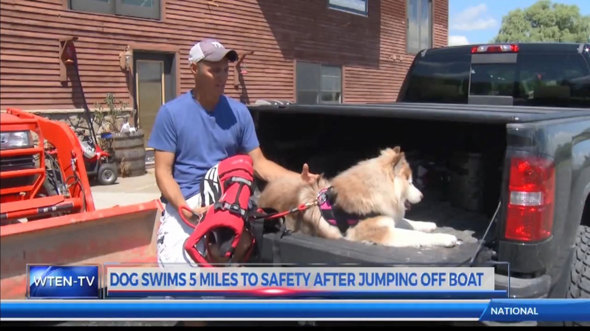 因為狗狗的救生衣濕了，而且正準備要離開，所以當時主人為狗狗脫下了救生衣。（KOIN 6 News截圖）