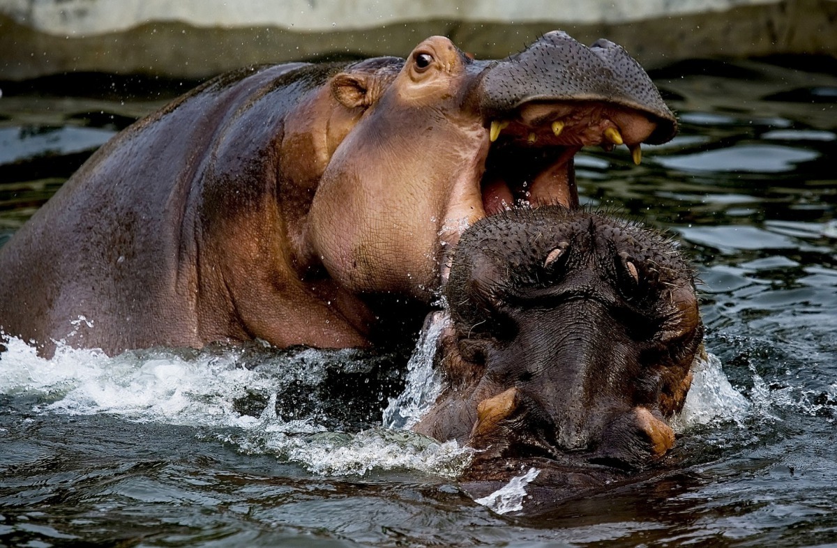 動物組織人員表示河馬生性警戒心強、攻擊意識大，人類不宜與其親近。（VCG）