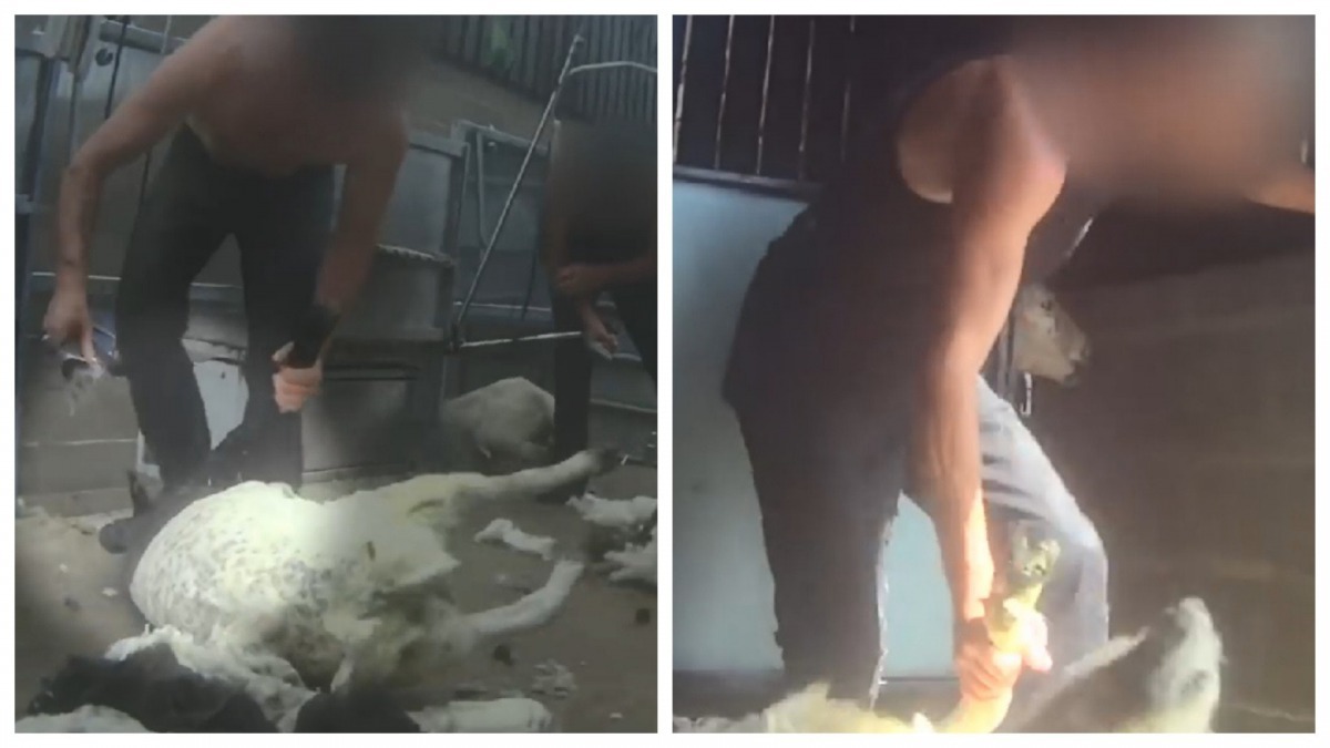 為方便剪羊毛,工人根本不顧羊隻如何掙扎,仍以暴力對待。(PETA Asia影片截圖)