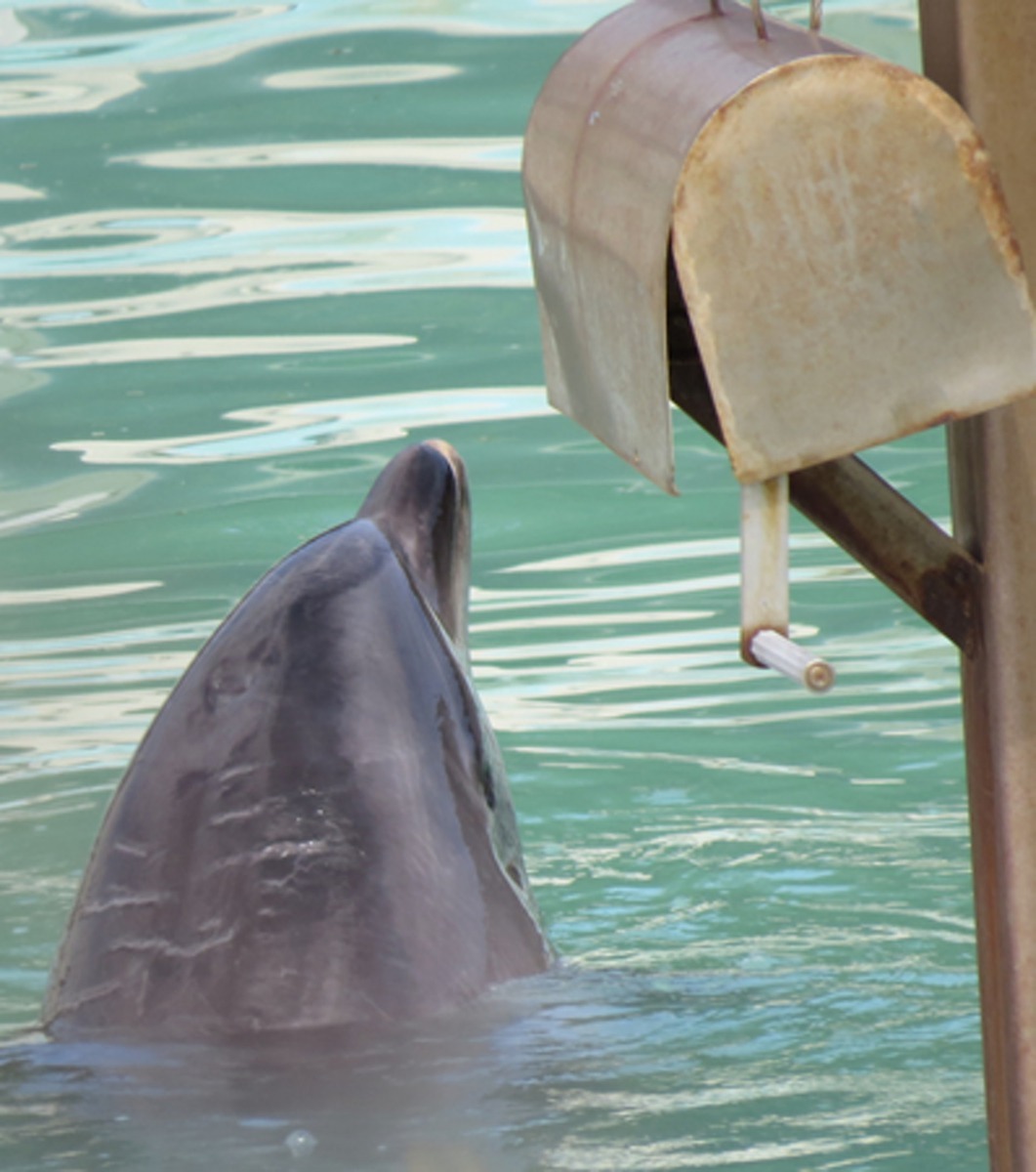 海豚Honey現焦慮症狀,情況令人擔心。(Animal Rights Center Japan)