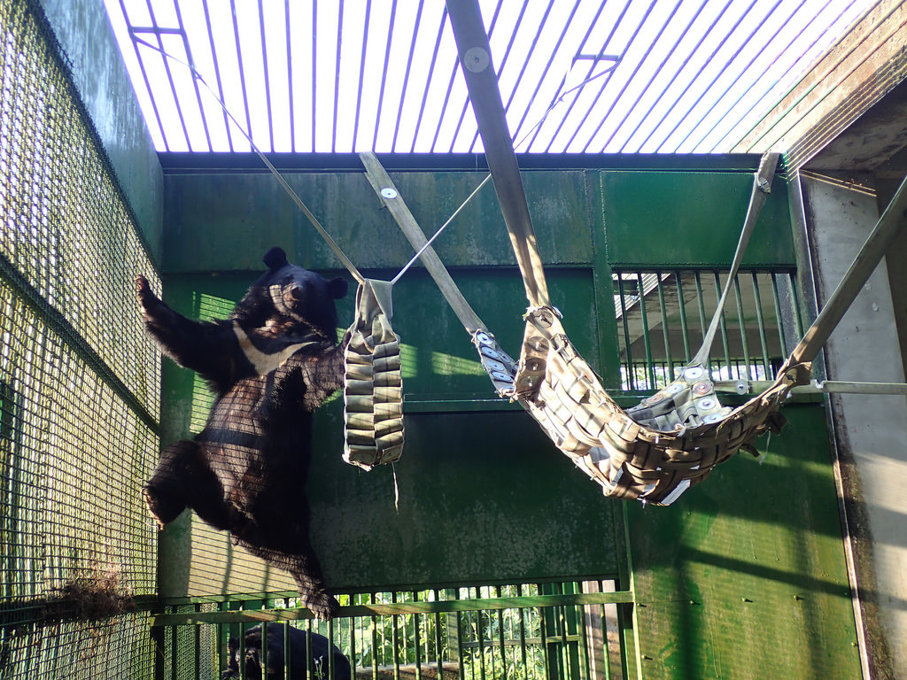 不要小看黑熊的能力，把吊床放高一點，目的是激發黑熊的行為能力。圖片來源：特生中心