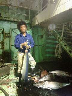 「福甡11號」船員被要求割鰭棄身。圖片來源:環境正義基金會提供。