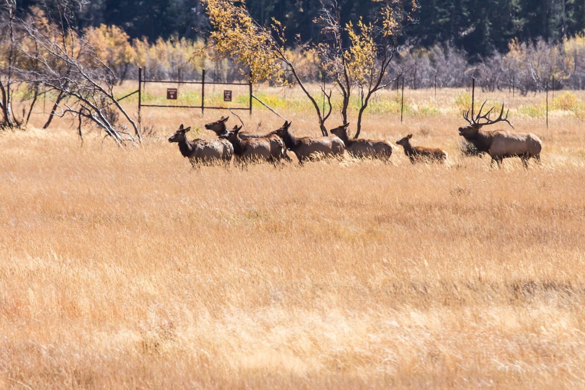 圖為 2015年9月,美國科羅拉多州洛磯山國家公園上的一群加拿大馬鹿。 Photo: mark byzewski