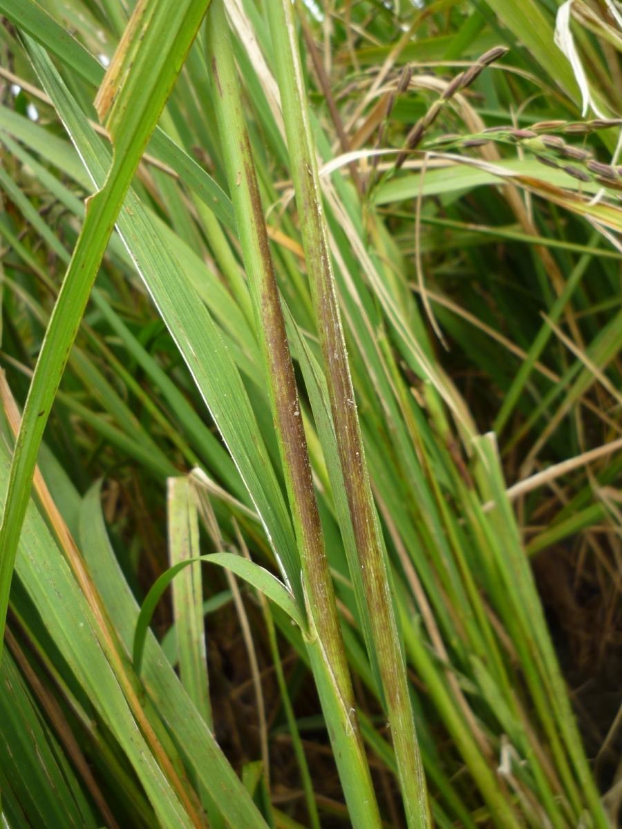 葉鞘腐敗病病徵。臺南區農業改良場/提供