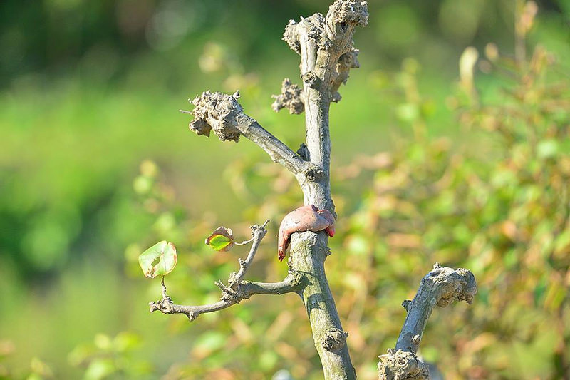 以豬肝引誘野生鳥類的不當誘拍行為。匿名民眾提供。