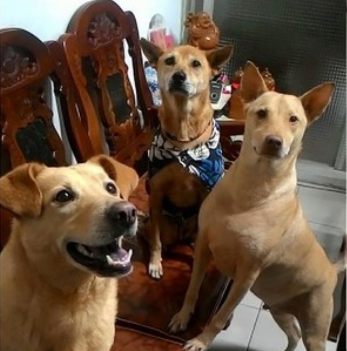 牠們每隻都是婆婆的心肝寶貝(Facebook圖片:虞舜婷)