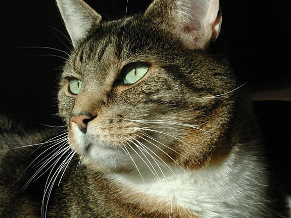 雖然一般人對貓的印象,大概就像圖中一樣的表情,但這份研究相信他們提供了不一樣的答案。Photo: Obama44worst ever