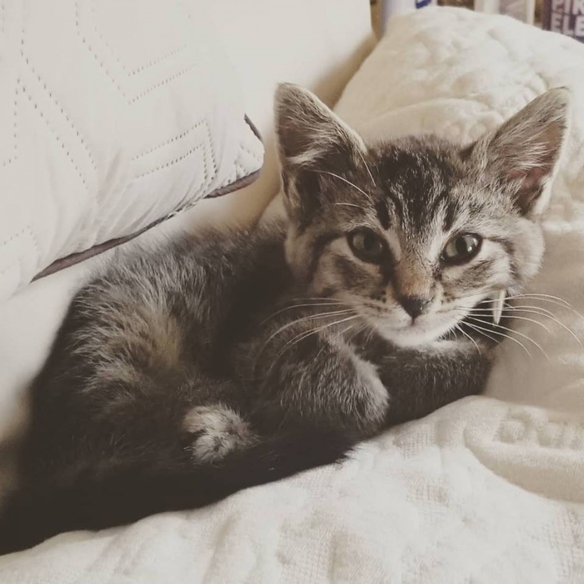 Hawley為小貓取名為「Sticky」,更為牠開設Facebook粉絲專頁及Instagram帳戶。(Facebook@Sticky The Kitty)