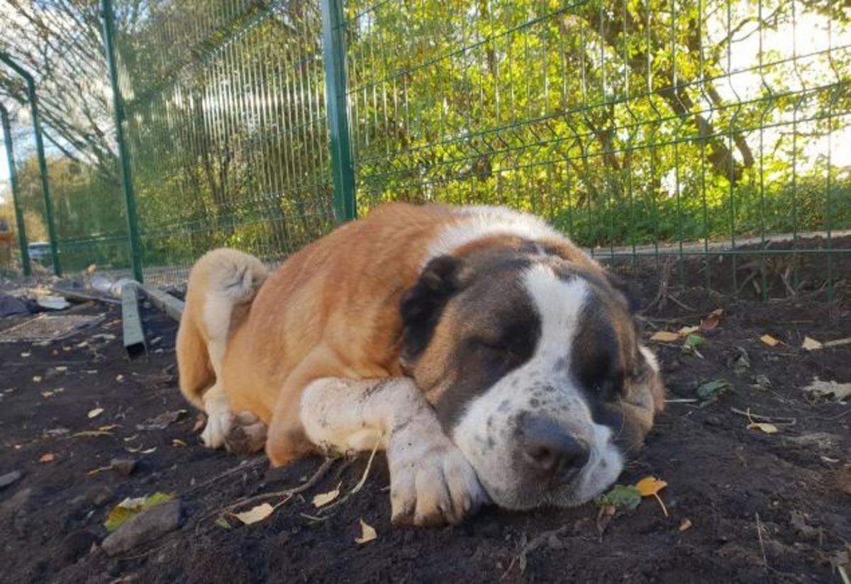 狗狗Winston被煙花巨響嚇至心臟病發死亡,動保職員因此呼籲附近居民停止在收容所附近放煙花。(The Dodo)