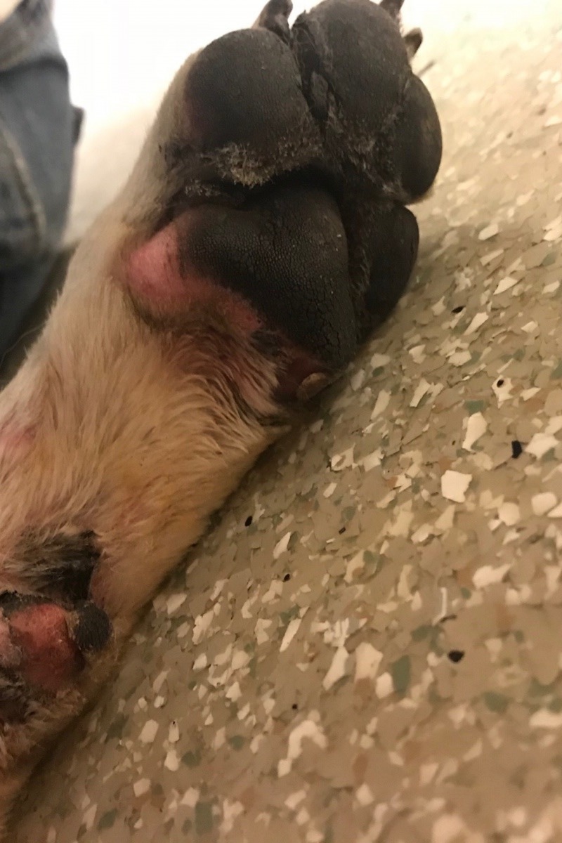 Copsey的大女兒Kayla在眾籌網站上為Ella籌募醫藥費。(GoFundMe)