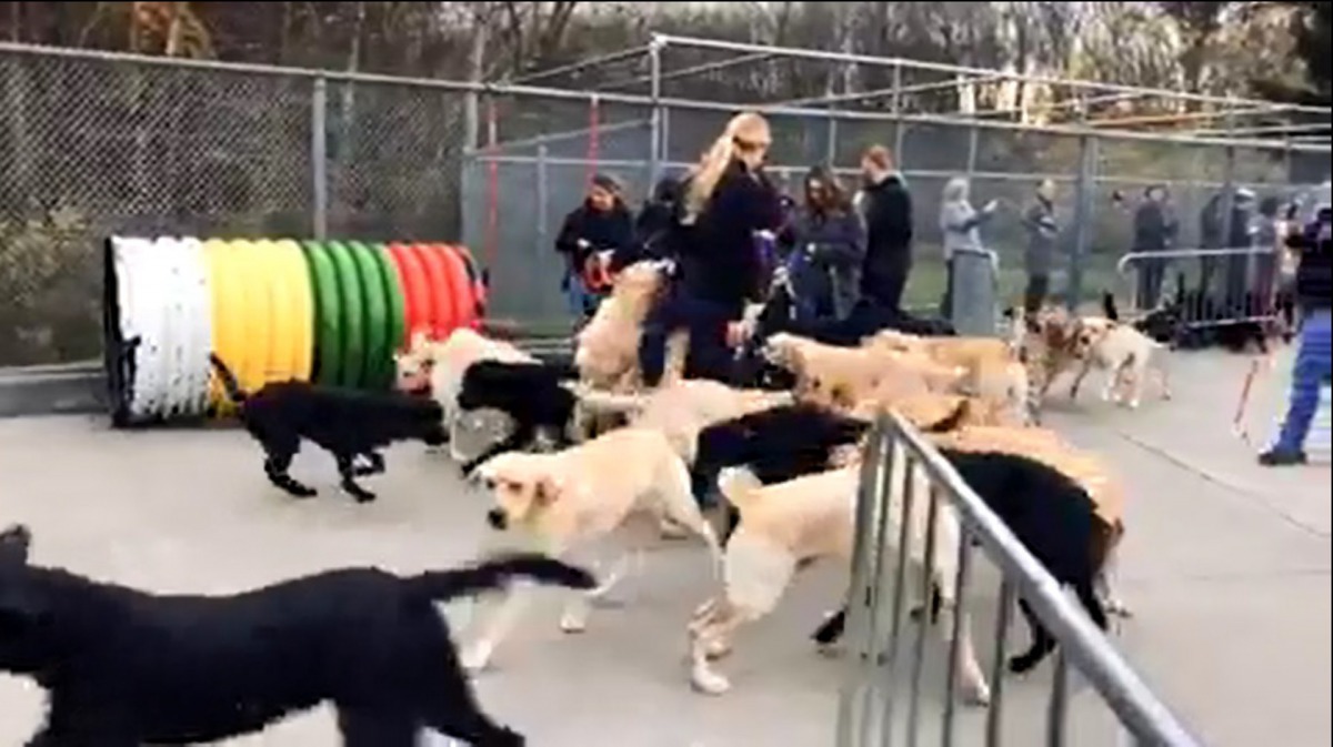 工作人員與狗狗玩耍,以免火鐘聲音影響到牠們的情緒。(Guiding Eyes for the Blind)