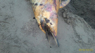 擱淺的白海豚RIP特寫,郭祥廈攝。