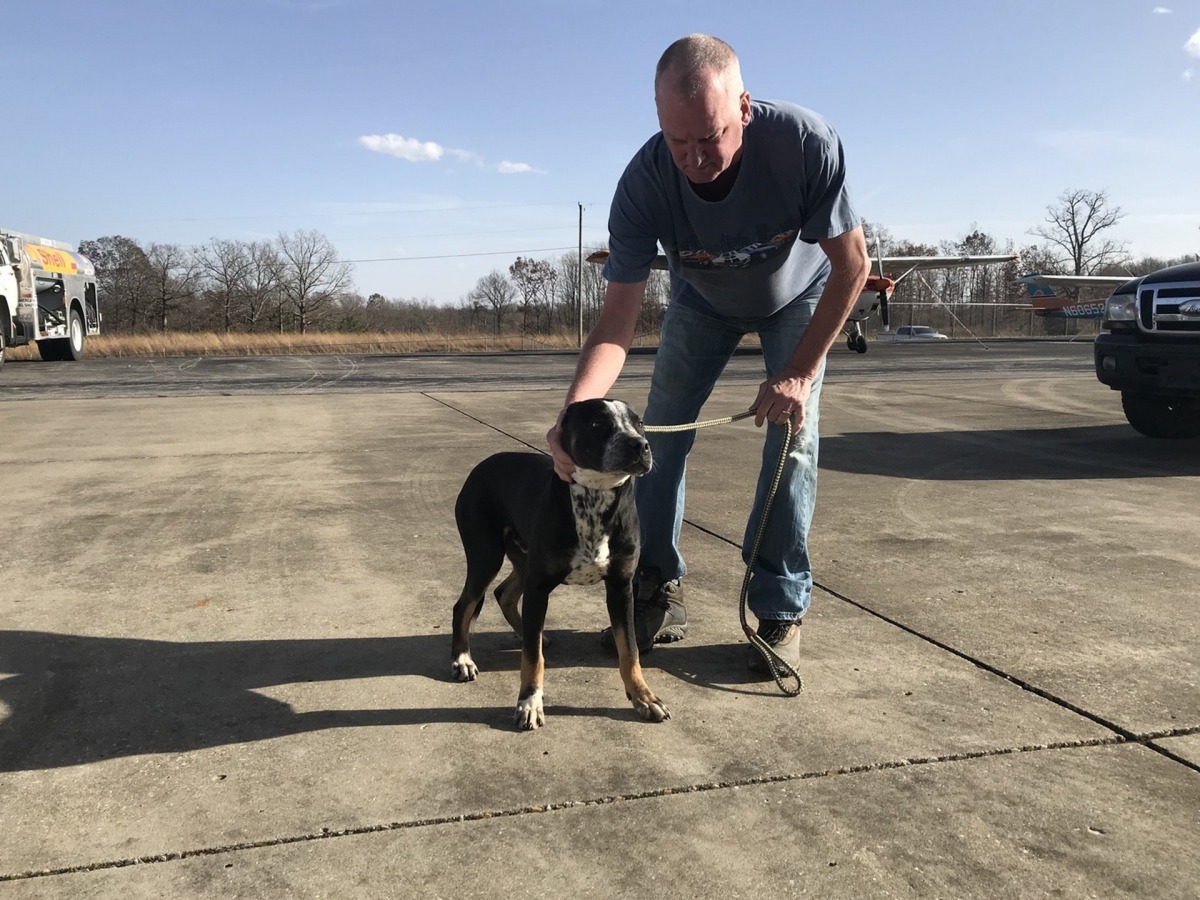 牠們被送到收容所裡,等待被熱心人領養。(PAART)