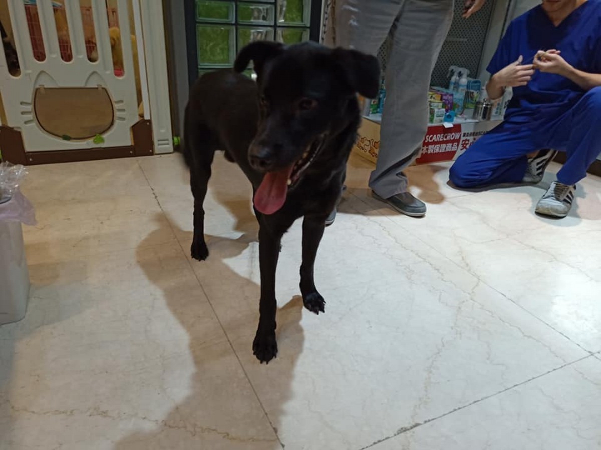 幸好黑皮只是輕微發炎,並無大礙。(Facebook圖片:高泰泰)