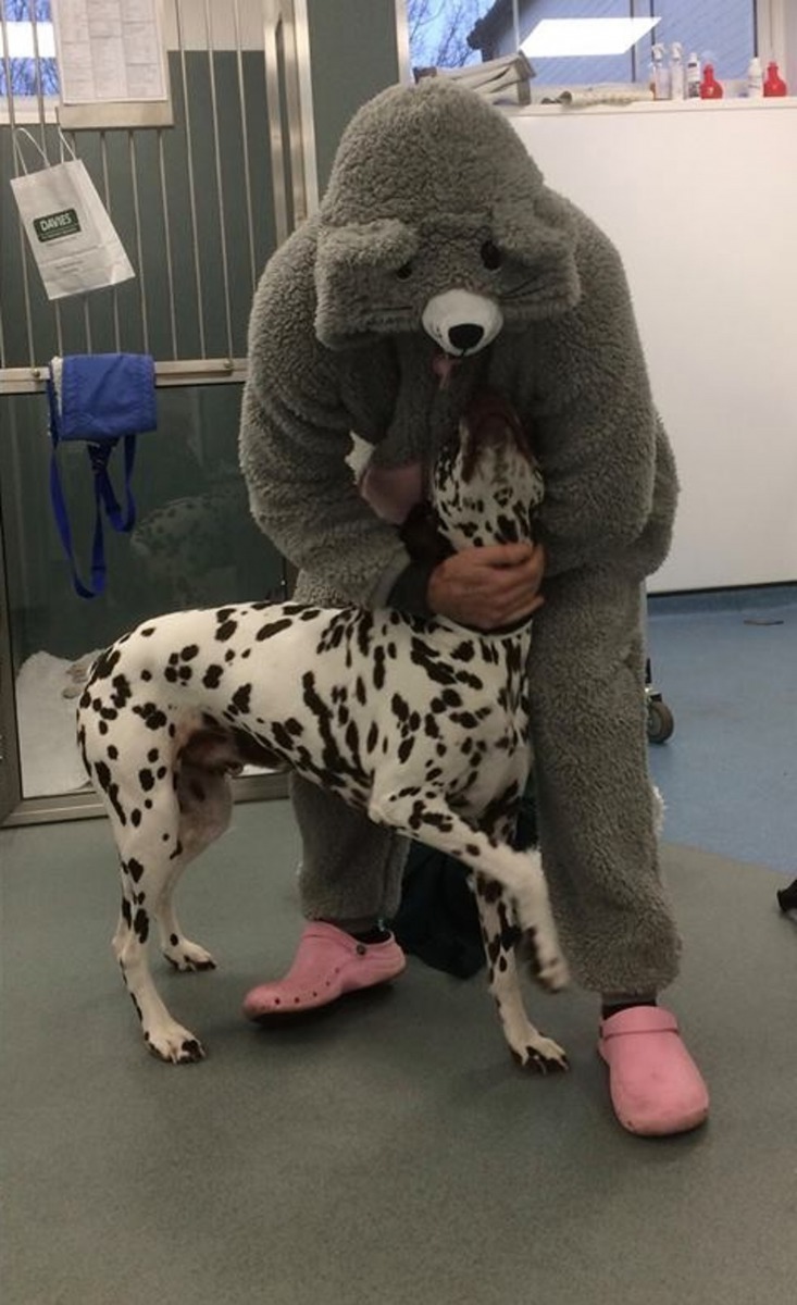 大概因為衣服有牠熟悉的氣味吧?獸醫穿上它,狗狗的態度便180度改變了。(Facebook圖片:Davies Veterinary Specialists)