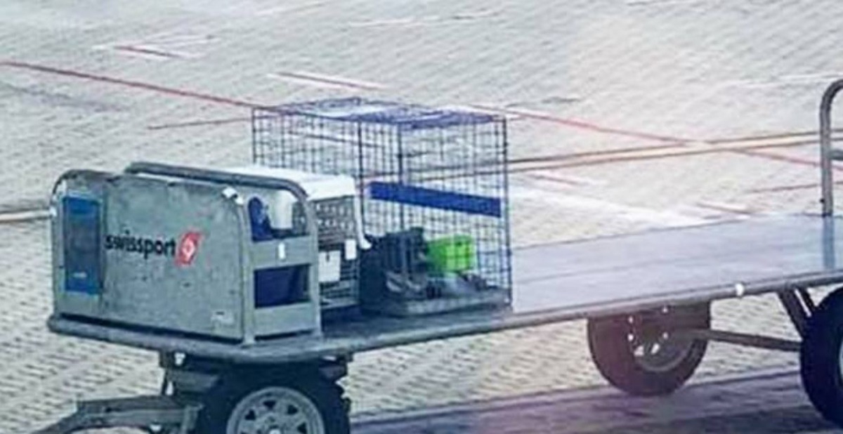 Shearer透過機艙窗戶看出去，卻驚見愛犬被放置在停機坪暴曬。（中間白色的籠子）（Facebook@Lucy Shearer）