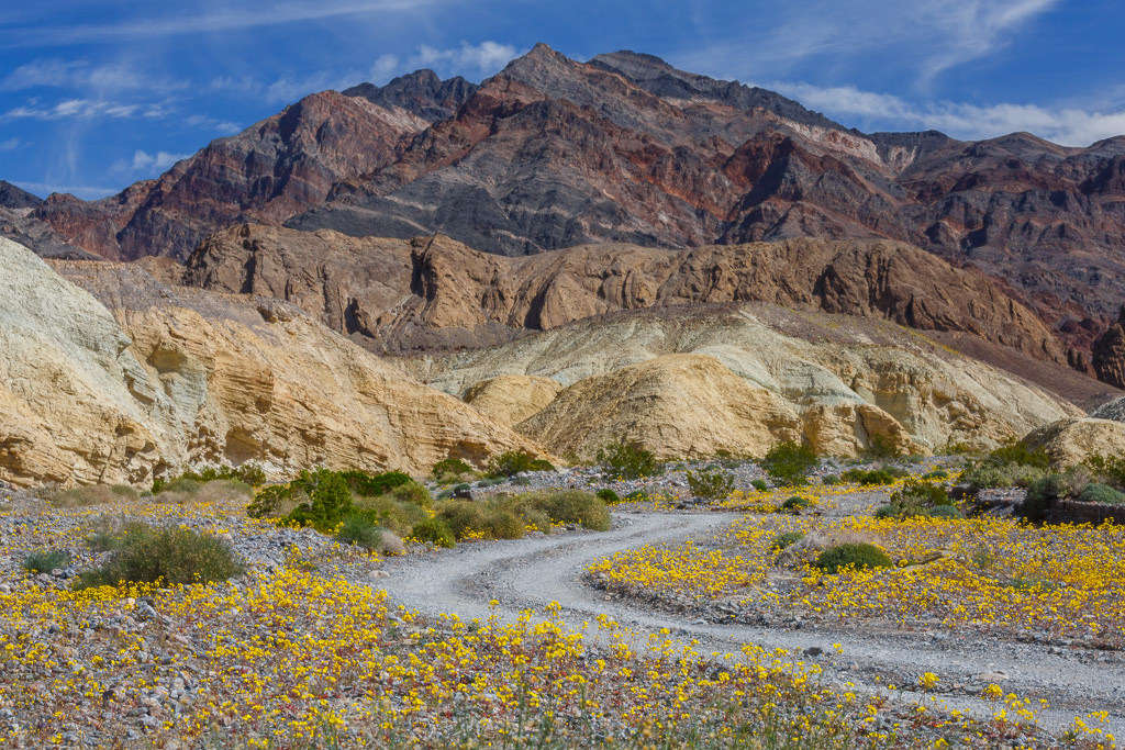 圖為 2016年3月，在美國死亡谷國家公園(Death Valley)路旁開滿了月見草。 Photo: Jeff Sullivan