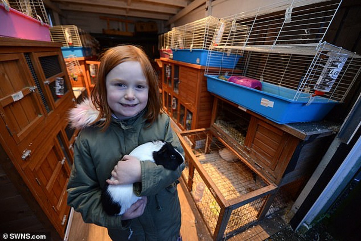 7歲的Poppy與家人一起，照顧46隻小動物。（SWNS）