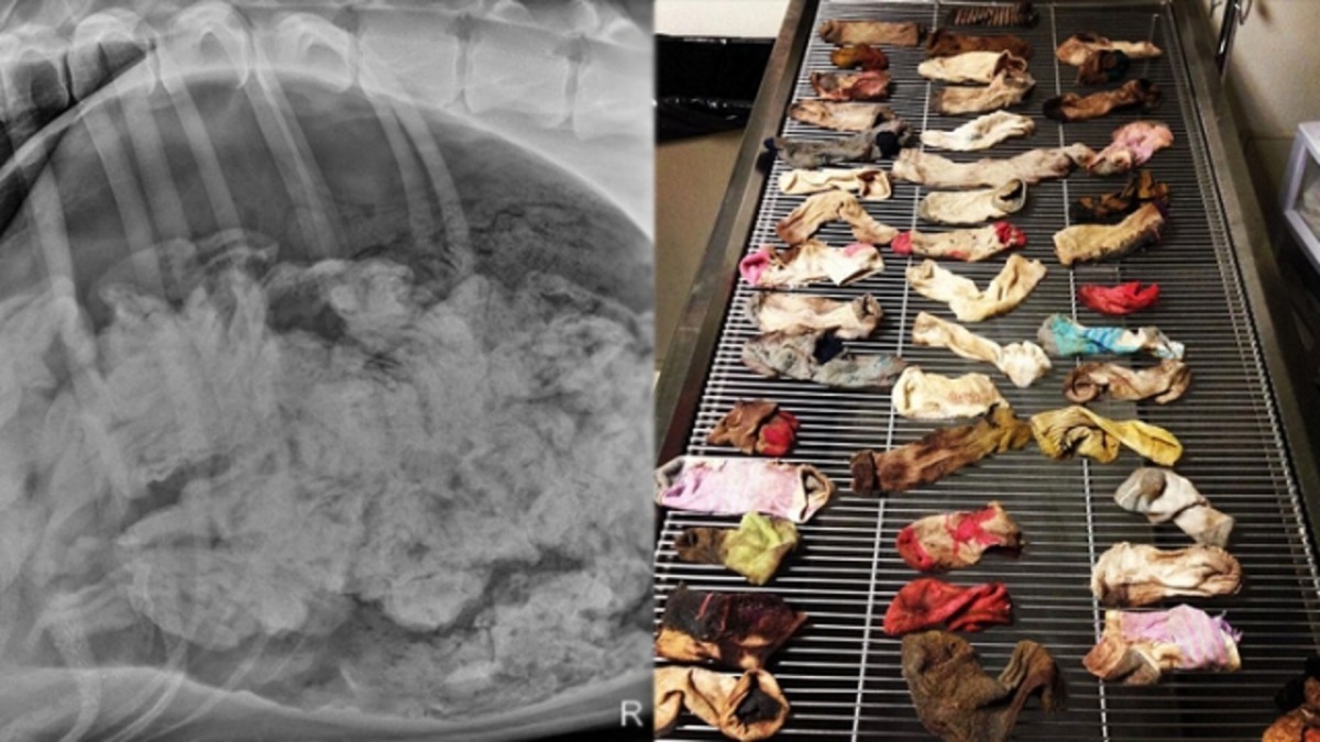 一隻大丹犬竟將43隻襪子全都吞到肚子裡，狗狗不會飽嗎？（資料圖片）