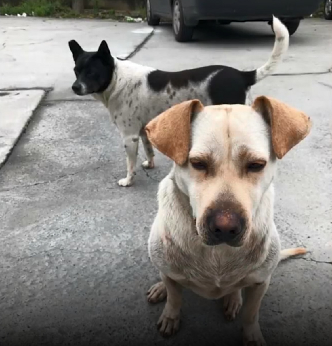 牠兩年前被主人遺棄在馬路旁。（影片截圖）