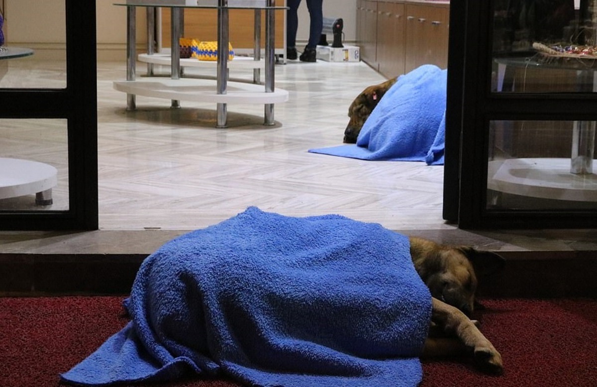 每隻流浪動物都因為他的緣故而得到溫暖。（Daily Mail圖片）