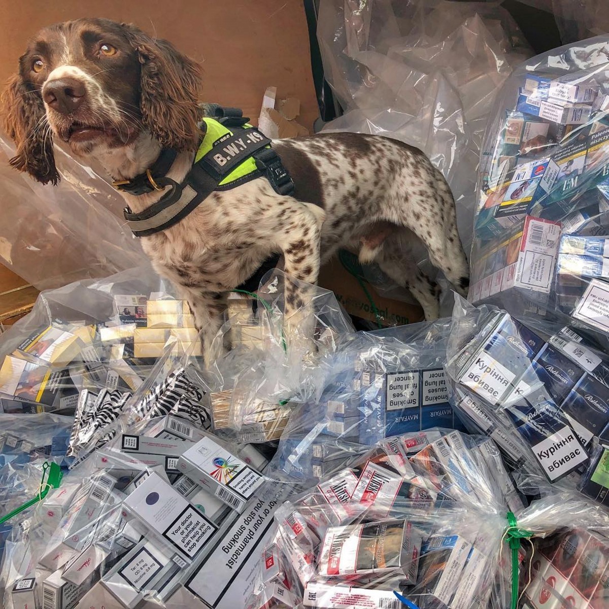 Scamp屬於史賓格犬，天生嗅覺極為靈敏。（IG@bwyk9）