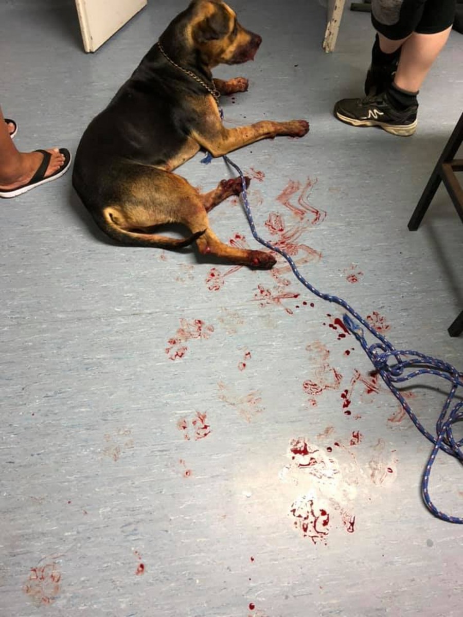 獸醫診所裡血跡斑斑，相信狗狗走每一步都很痛。（Tahwyn Breneger@facebook）