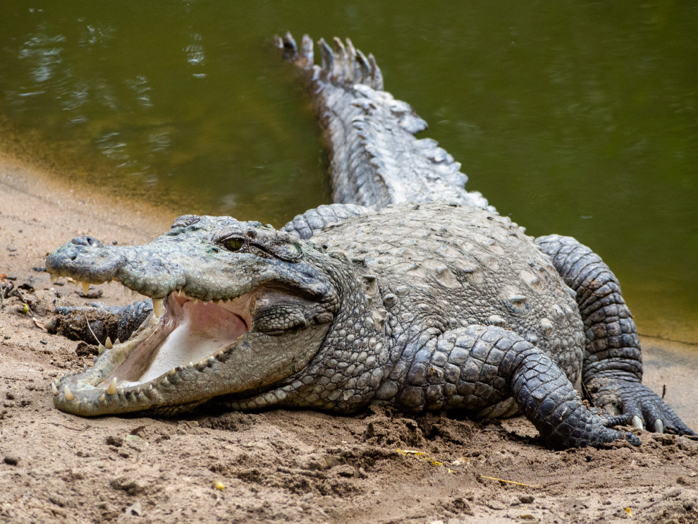 圖為一隻上岸張大嘴的沼澤鱷。在洽洛塔地區，當局為了保護民眾的安全特別設置了護欄，不過民眾並不領情。 Photo: Mike Prince