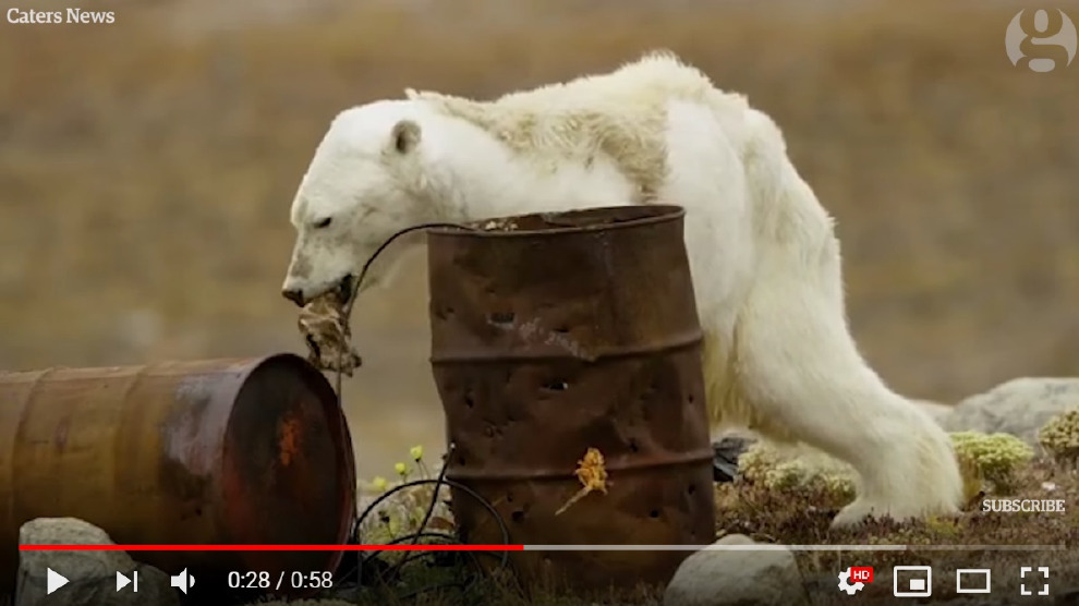 你還記得這隻皮包骨北極熊嗎？2017年，《國家地理雜誌》攝影師尼克倫(Paul Nicklen)拍下了牠，這幅畫面令全球觀眾揪心，也凸顯出全球暖化的嚴重。 Photo: Guardian News