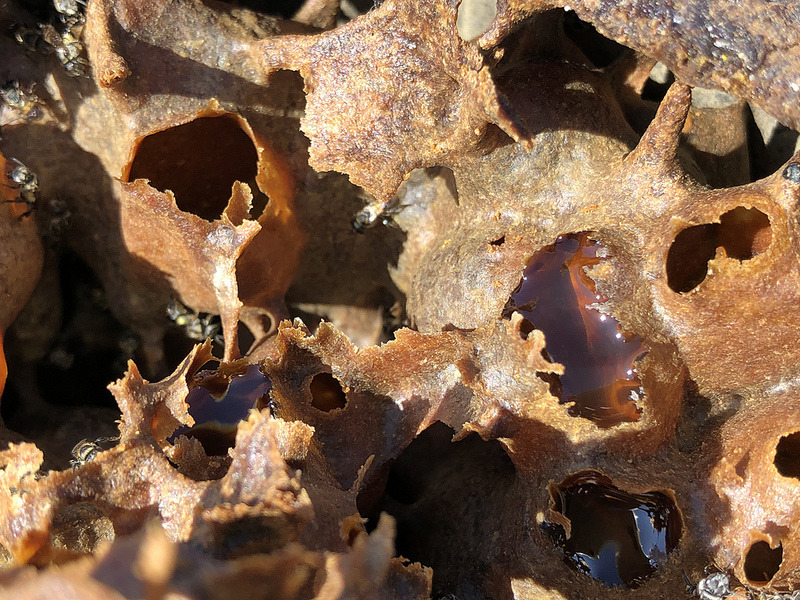 蜂窩內部構造,以蜂膠填補得密實,還有蜜囊。攝影:廖靜蕙