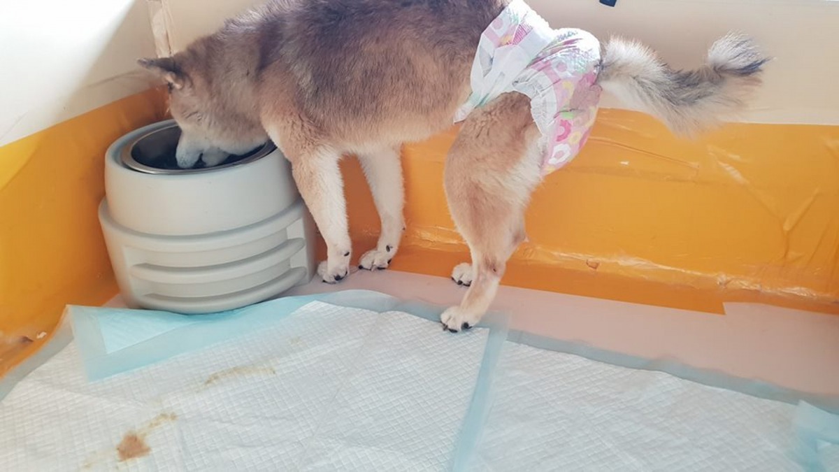 「元氣」的健康從前年開始轉差，有時甚至無法自行大小便。（Instagram@mickey1972330）