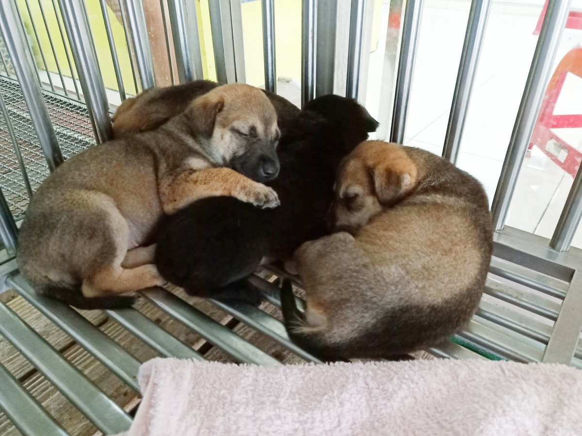 鄭又瑋表示9隻幼犬中,事件後已有3隻公幼犬被善心人領養,不過仍有6隻健康的幼犬等待「主人」的出現。(FB@鄭又瑋)