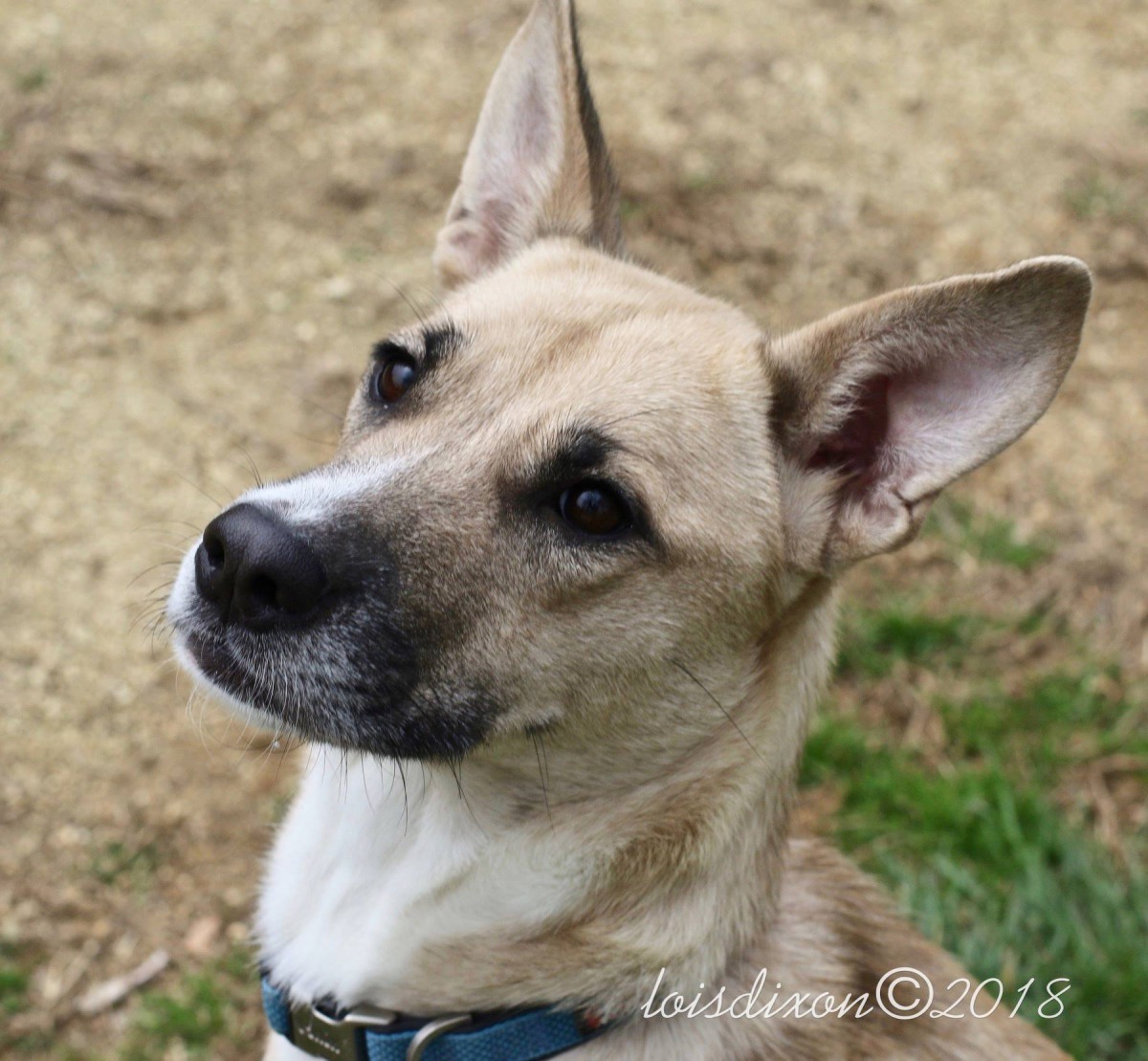 狗狗收到禮物後定必很高興！（FB@Burlington Animal Services）