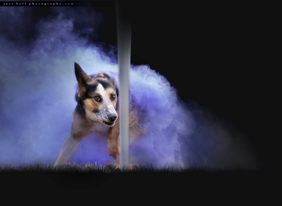 假如狗主擔心顏色粉末會為狗隻健康帶來影響,可以選用白色粉末再以電腦後製。(JESS BELL PHOTOGRAPHY)