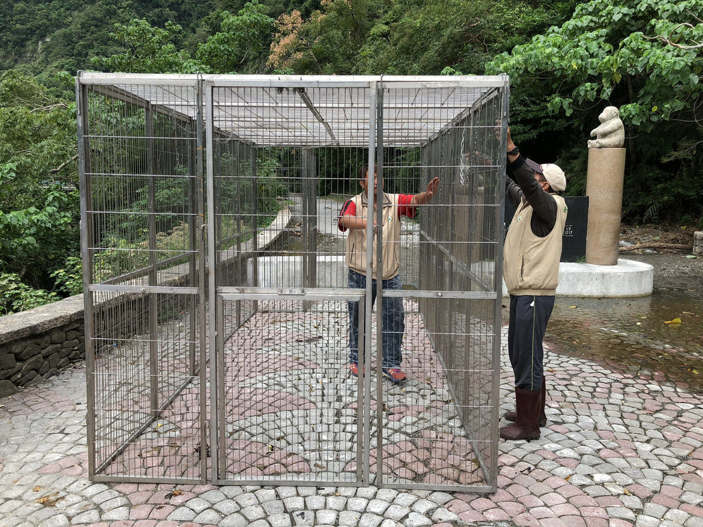 台東處人員架設捕猴籠。攝影:廖靜蕙