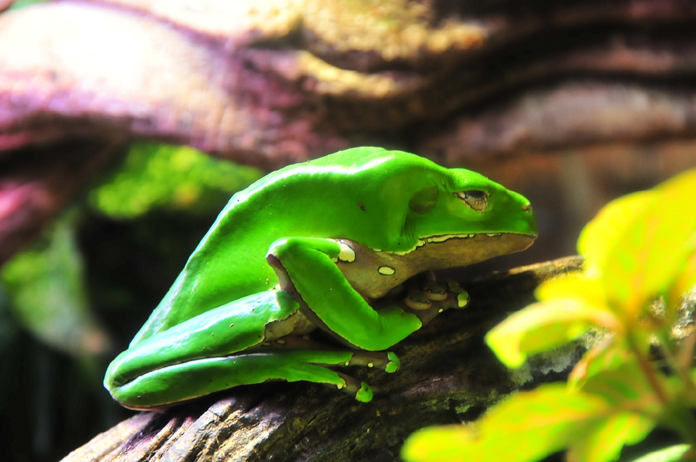 要收集到雙色猴樹蛙身上的黏液，得想辦法讓牠們受到威脅才行。 Photo: belgianchocolate