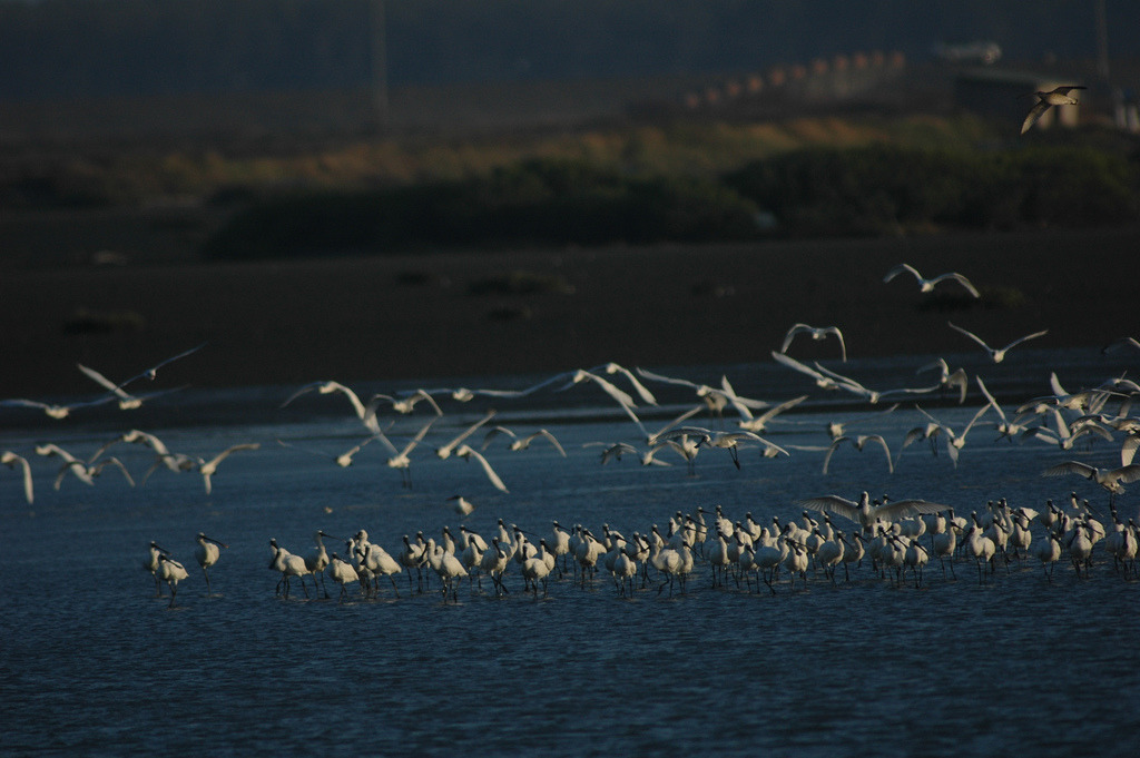 黑面琵鷺的全球數量曾經銳減到1988年紀錄的288隻，經由國際合作的努力，目前已經回復到接近4000隻的族群規模。攝影：特生中心 蕭一民。